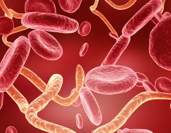 How does the Bundibugyo Ebola strain spread?